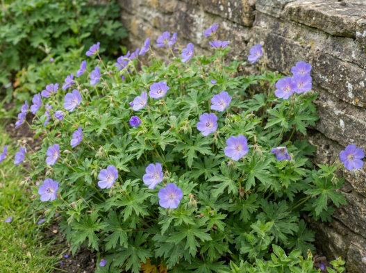 geranium vivace