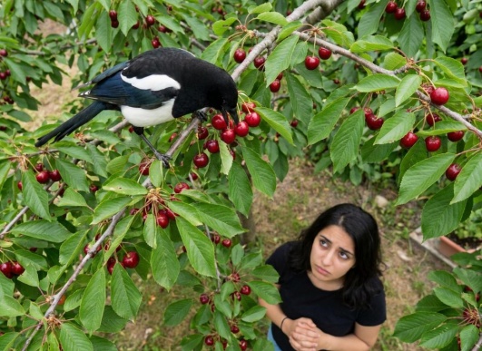 pie devorant des cerises comment sen debarasser