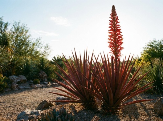 yucca rouge