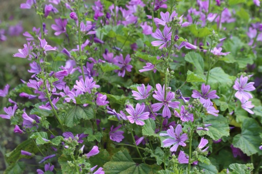 Ces fleurs grande mauve illumineront encore votre jardin en automne