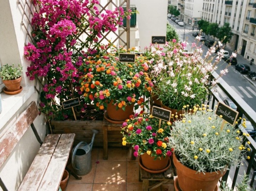 les plantes qui survivront sur votre balcon cet été