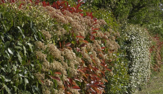 comment protéger votre jardin avec une haie de jardin