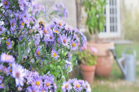 Les fleurs aster illumineront encore votre jardin en automne