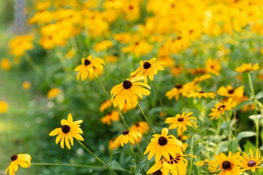 Ces fleurs rudbeckia illumineront encore votre jardin en automne