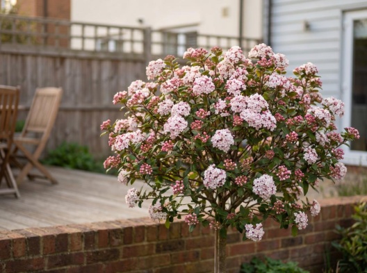 viorne dans un jardin urbain