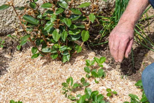 paillage plante massif