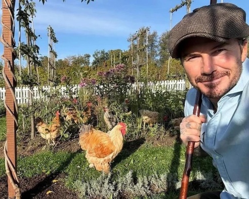 David Beckham et ses poules