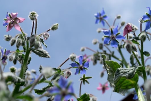 la bourrache la plante idéale pour vos plants de tomates