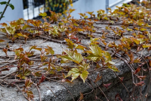 Votre lierre dépasse sur le mur du voisin ? Voici ce que vous risquez