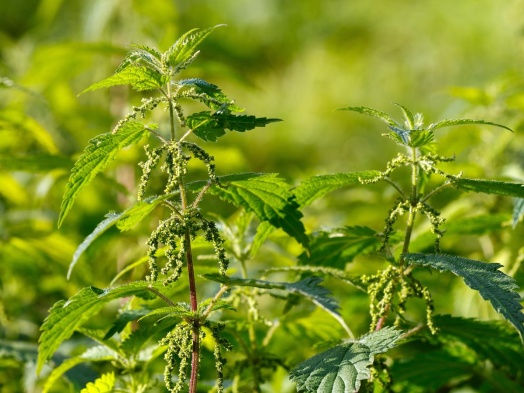 l'ortie est une mauvaise herbe comestible le saviez vous 