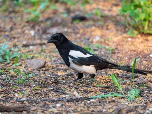 qu'est-ce que la présence de pie veut dire sur votre jardin ? 