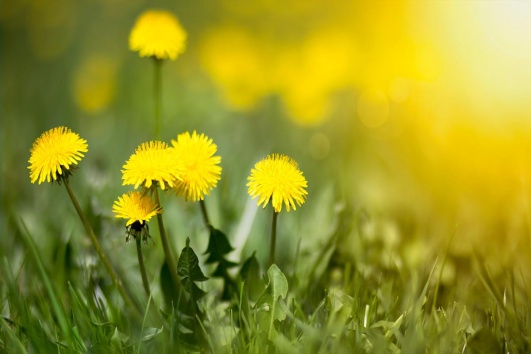 le pissenlit est une mauvaise herbe comestible le saviez vous 