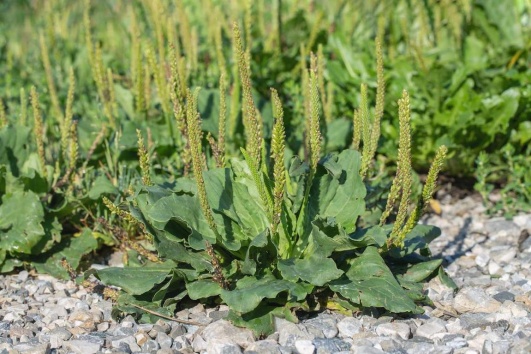 le plantain est une mauvaise herbe comestible le saviez vous 