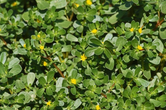 le pourpier est une mauvaise herbe comestible le saviez vous 
