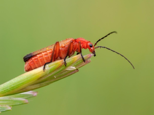ce n'est pas un cafard mais un vrai allié de votre jardin 