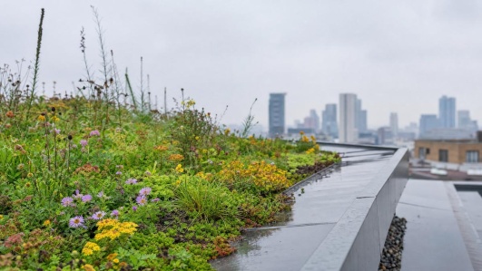 toit vegetal en pleine ville sous la pluie