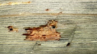 Traitement pour les charpentes en bois