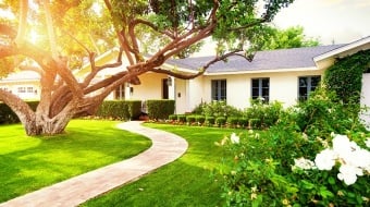 Arbre devant la maison