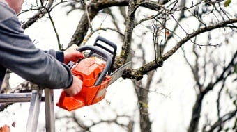 Prix de l'élagage d'un arbre