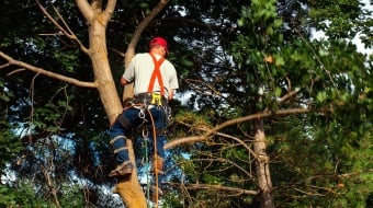 Trouver un élagueur professionnel