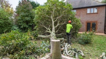 A-quelle-entreprise-confier-labattage-dun-arbre-ootravaux