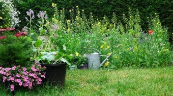 Quelles solutions pour adapter votre jardin au changement climatique ?