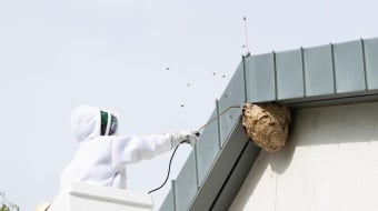 frelon-asiatique-expert-ootravaux