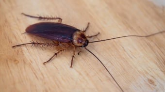 Se débarrasser des blattes : les bonnes techniques