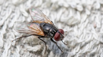 Comment se débarrasser de mouches dans une maison ?