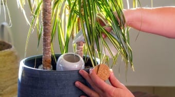 oyas-plante-ootravaux