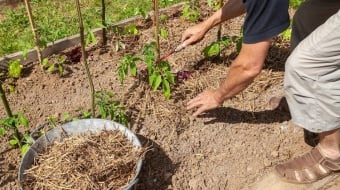 paillage-plantes-ootravaux