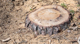 Les meilleures techniques pour enlever ou détruire une souche d'arbre