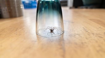 Les meilleures techniques pour éloigner les araignées de la maison