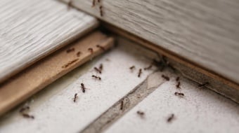 Les meilleures techniques pour se débarrasser des fourmis dans la maison
