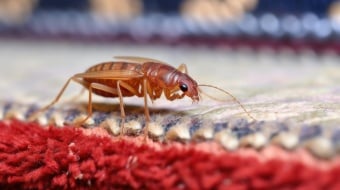 Se débarrasser des puces dans une maison : les techniques