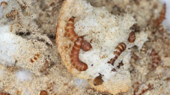 Comment se débarrasser des larves d'anthrènes dans la maison ?