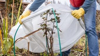 Plante recouverte pour l'hiver dans le jardin.