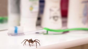 Araignée salle de bain