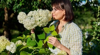 Femme-hortensias