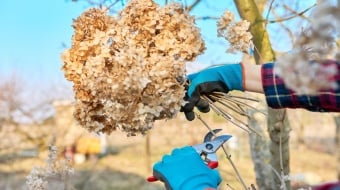 Hortensias-fanés