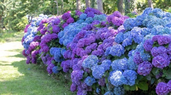 Hortensias-pelouse