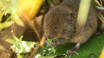 rat-taupier-grignote-feuille