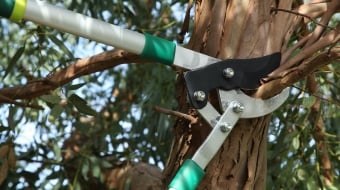 secateur coupe une branche d'arbre