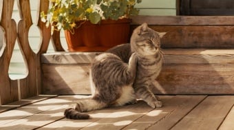 puces de parquet chez nos amis les chats