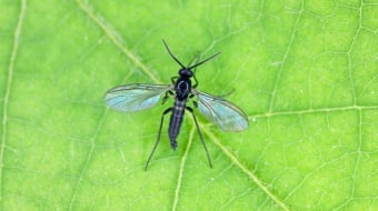mouche-de-terre-feuille