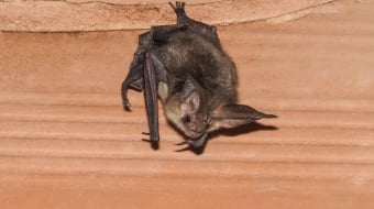 chauve souris dans les combles