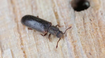 Comment se débarasser du lyctus ?