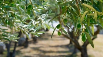 Oliviers dans un jardin
