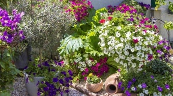 UNE-parterre-fleuri