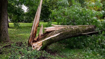 chute d'un arbre dans votre jardin que faire 